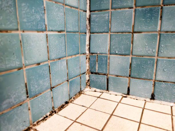 Best Comprehensive Air Testing for Mold Contaminants  in Shelbyville, IN