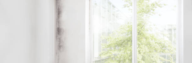 Best Forensic Mold Investigation  in Shelbyville, IN