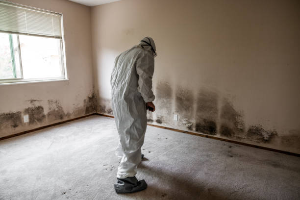 Trusted Shelbyville, IN Mold Removal Experts